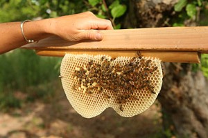 A bar from a top bar beehive